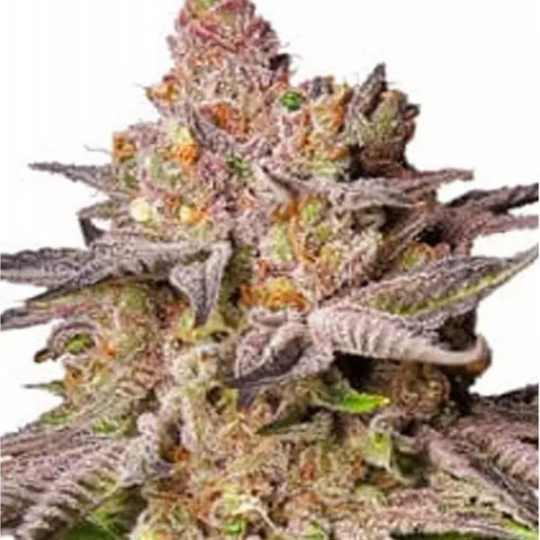 Melonade Runtz Feminizada por Dutch Passion | Experiencia Natural