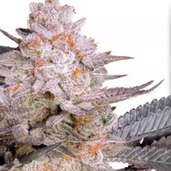 Orange Bud 2.0 Feminizada | A última criação da Dutch Passion