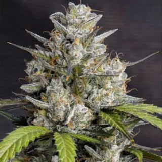 Sementes Auto Melonade Runtz da Dutch Passion | THC alto e sabor único