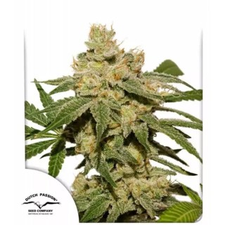 Auto Oh My Gusher de Dutch Passion | Semillas de Auto Oh My Gusher
