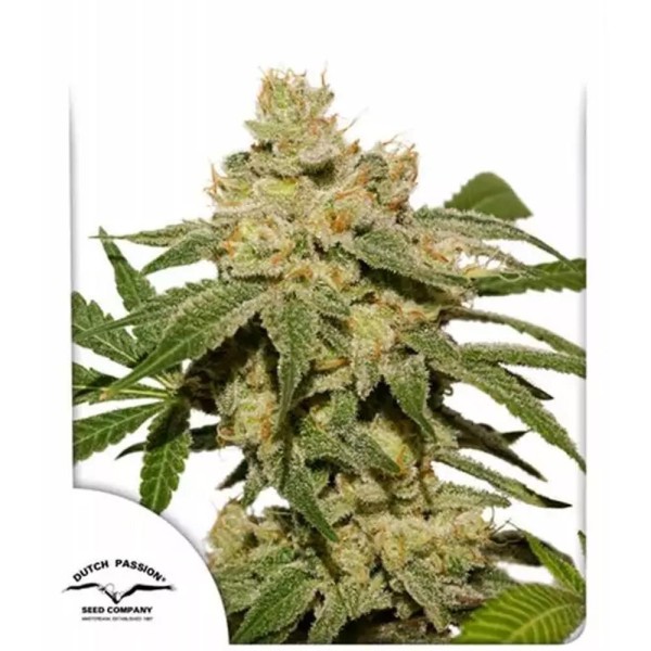 Auto Oh My Gusher de Dutch Passion | Semillas de Auto Oh My Gusher
