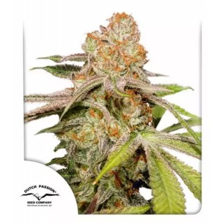 Auto Mac #1® a la venta de Dutch Passion | Semillas Auto Mac 1