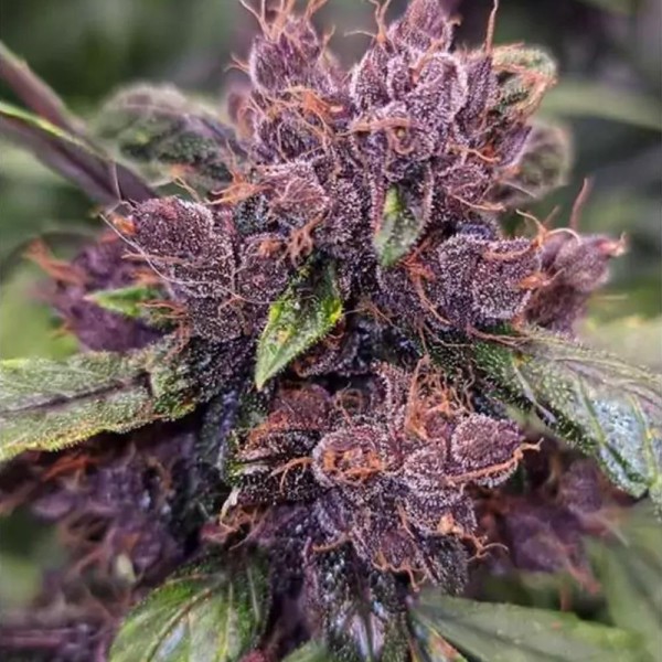 Comprar Auto Forbidden Cherry da Dutch Passion | Auto Forbidden Cherry