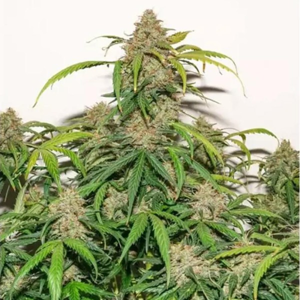 Compra Dutch Passion Auto Kerosene Krash | Auto Kerosene Krash barata