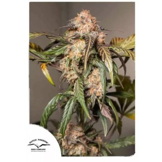 Compra Dutch Passion Auto Trichome Cream | Auto Trichome Cream barata