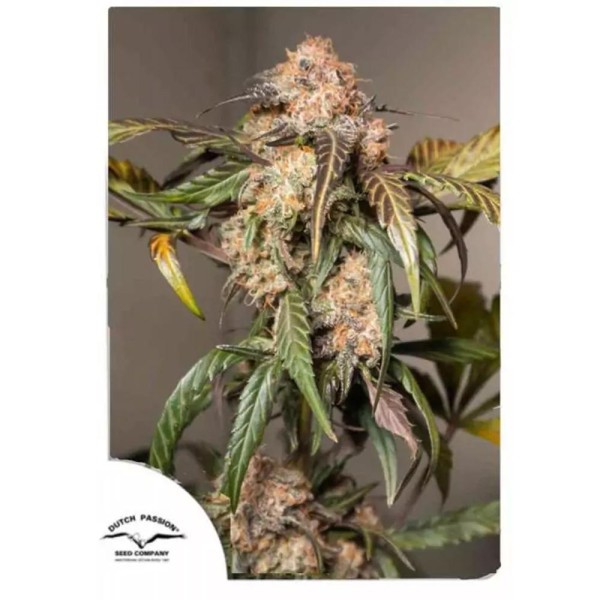 Compra Dutch Passion Auto Trichome Cream | Auto Trichome Cream barata