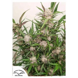 Comprar Auto Mimosa Punch de Dutch Passion | Auto Mimosa Punch barata