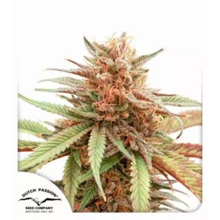 Comprar Durban Dew de Dutch Passion | Marihuana Durban Dew Barata