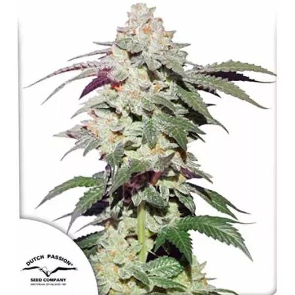 Buy cheap Skywalker Haze by Dutch Passion | Feminized Seeds