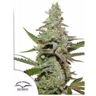 Comprar Amsterdam Amnesia de Dutch Passion | Semillas feminizadas