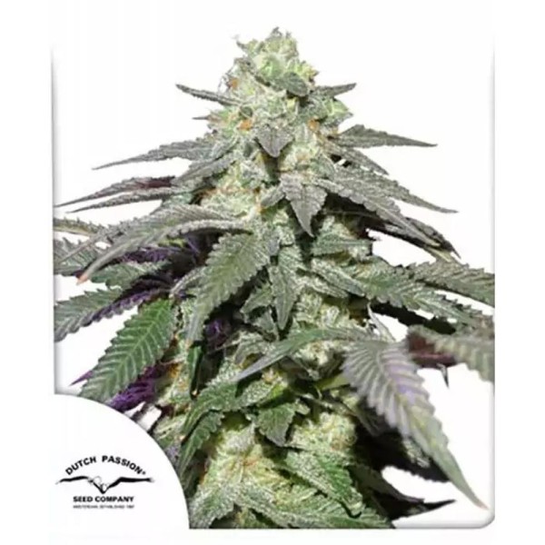 Comprar Auto Skywalker Haze Dutch Passion | Auto Skywalker Haze barata