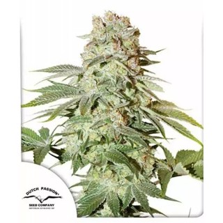 Comprar Auto Power Plant de Dutch Passion | Semillas autoflorecientes
