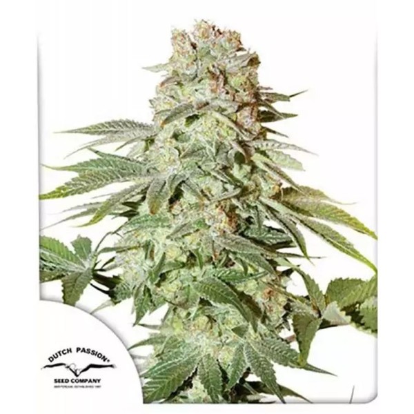Comprar Auto Power Plant da Dutch Passion | Sementes Autoflorescentes