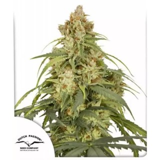 Comprar Auto CBD Victory de Dutch Passion | Semillas con CBDV