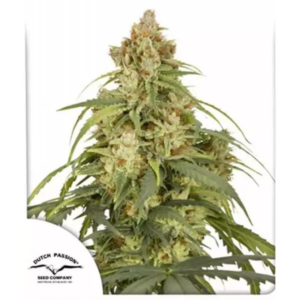 Comprar Auto CBD Victory da Dutch Passion | Sementes de CBDV