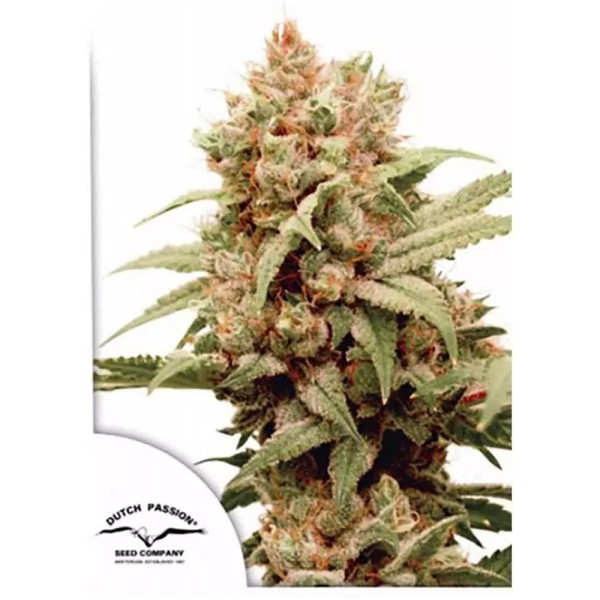 CBG-Force da Dutch Passion | Sementes CBG
