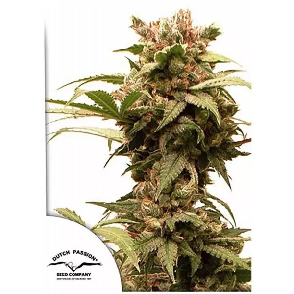 Comprar Auto CBG-Force de Dutch Passion | Auto CBG Force baratas