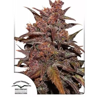 CBD Auto Blackberry Kush da Dutch Passion | Sementes autoflorescentes