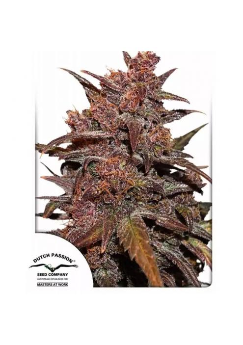 CBD AUTO BLACKBERRY KUSH