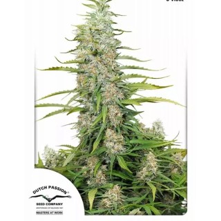 C-Vibez | Semillas de marihuana Feminizadas