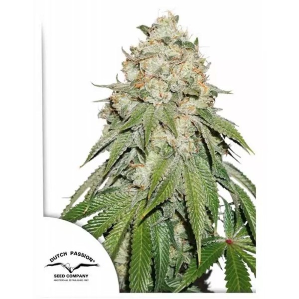 Banana Blaze | Sementes de canábis feminizadas