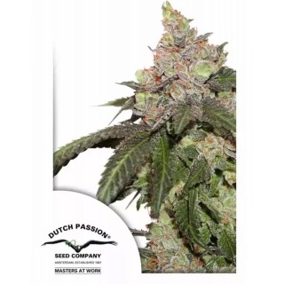 Compra Kerosene Krash de Dutch Passion | Kerosene Krash barata