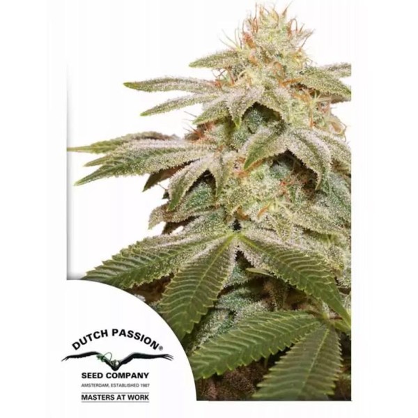 Sugar Bomb Punch | Sementes de canábis feminizadas