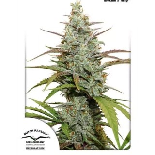 Comprar Mokum´s Tulip de Dutch Passion | Semillas Mokums Tulip baratas