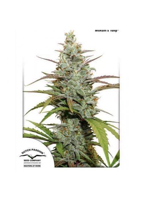 MOKUM´S TULIP