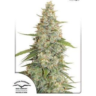 Comprar Meringue de Dutch Passion | Marihuana Meringue barata