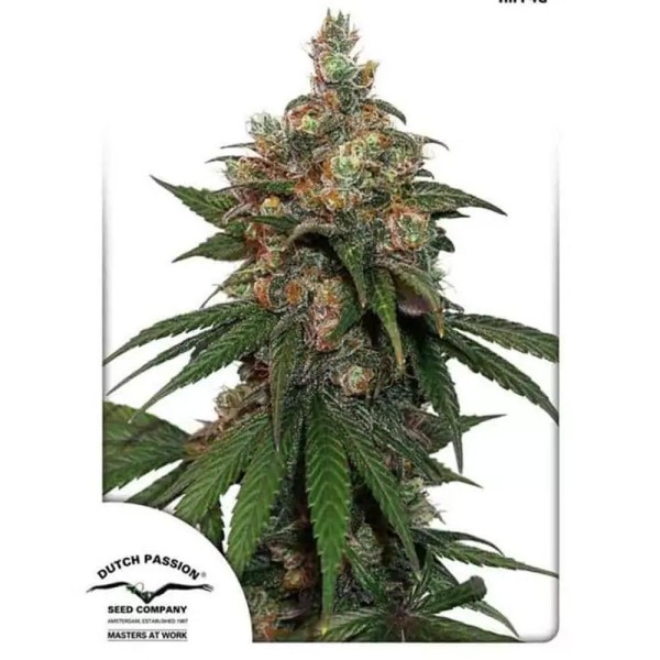 Hifi 4G barata da Dutch Passion| Sementes de marijuana feminizadas