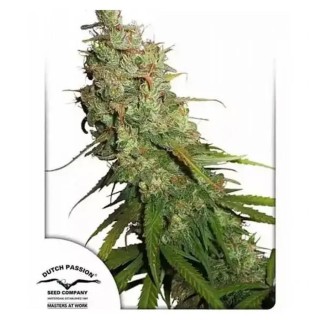 Auto Desfrán da Dutch Passion | Sementes de canábis Autoflorescentes