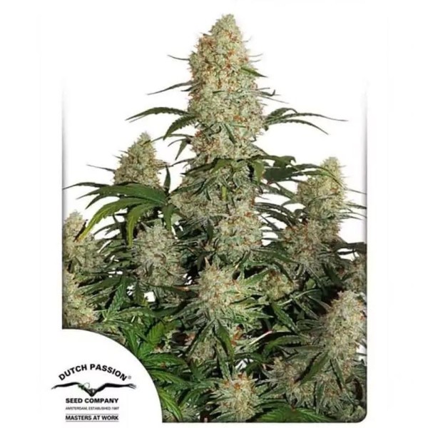 Auto Critical Orange Punch | Sementes de maconha Autoflorescentes