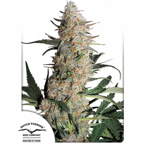 Critical Orange Punch | Sementes de maconha feminizadas