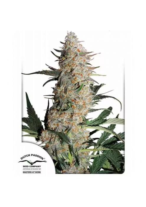 CRITICAL ORANGE PUNCH