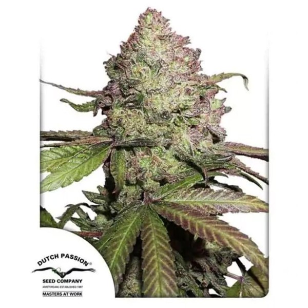 Auto Cbd Charlotte's Angel® | Sementes de maconha Autoflorescentes
