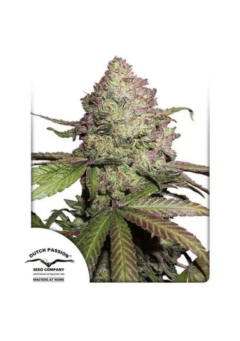 AUTO CBD CHARLOTTE'S ANGEL