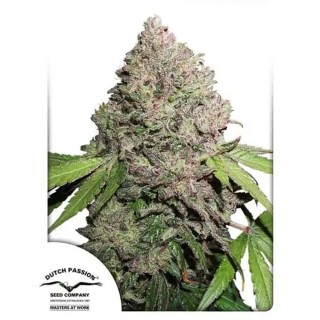 CBD Charlotte's Angel® | Sementes de marijuana Feminizadas