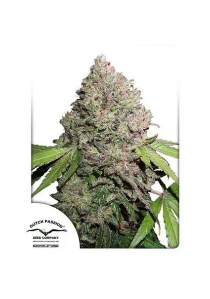 CBD CHARLOTTE'S ANGEL®