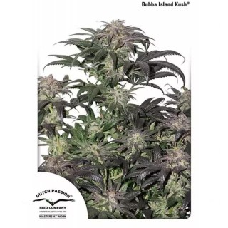 Bubba Island Kush | Autoflowering Marijuana Seeds