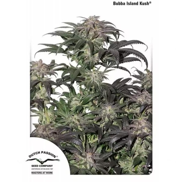 Bubba Island Kush | Sementes de maconha feminizadas