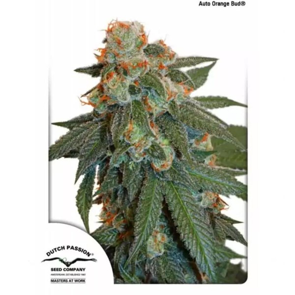 Auto Orange Bud® | Sementes de maconha Autoflorescentes