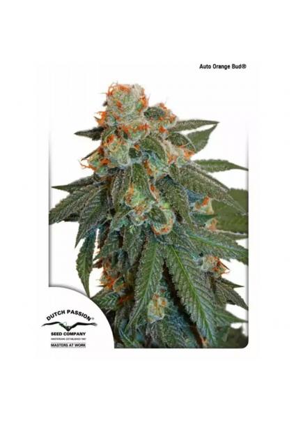 AUTO ORANGE BUD