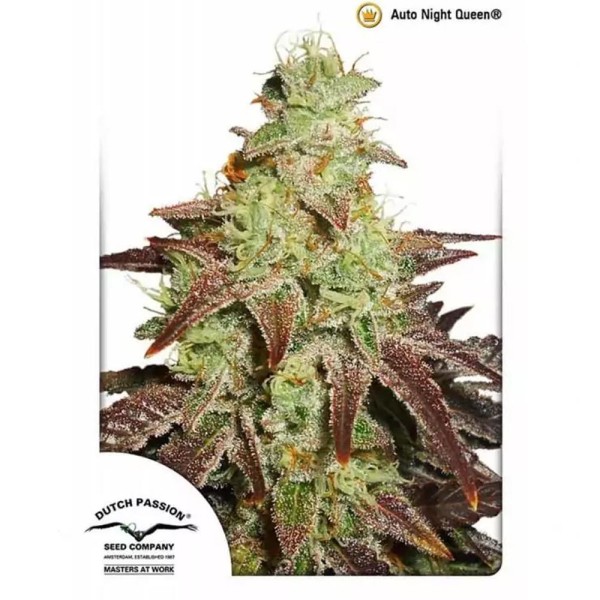 AutoNight Queen | Sementes de maconha Autoflorescentes