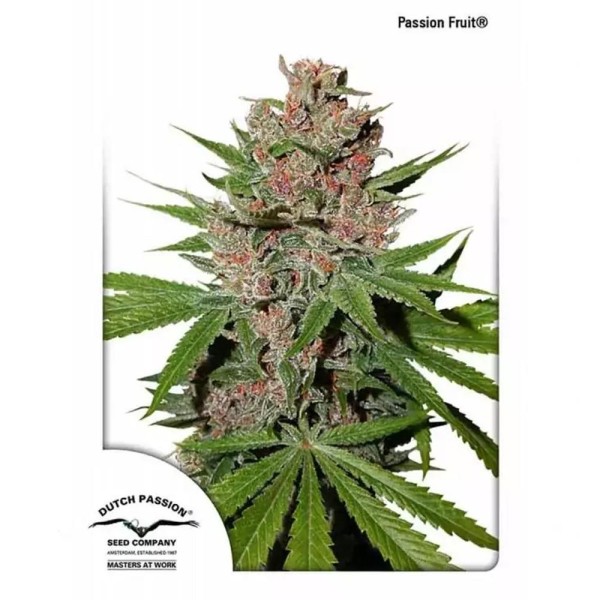 Passion Fruit | Sementes de maconha Feminizadas