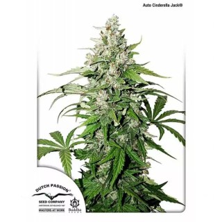Auto Cinderella Jack | Sementes de Maconha Autoflorescentes