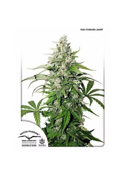 AUTO CINDERELLA JACK