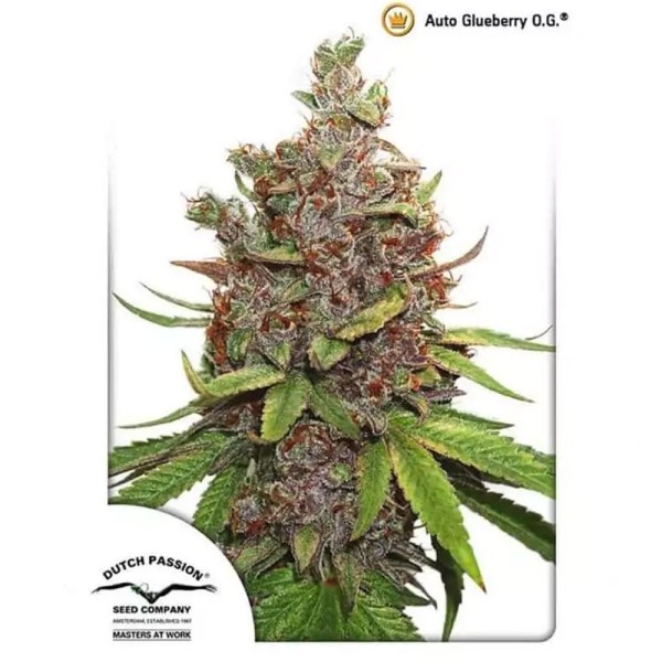 AutoGlueberry OG da Dutch Passion | Auto Sativa com aroma frutado