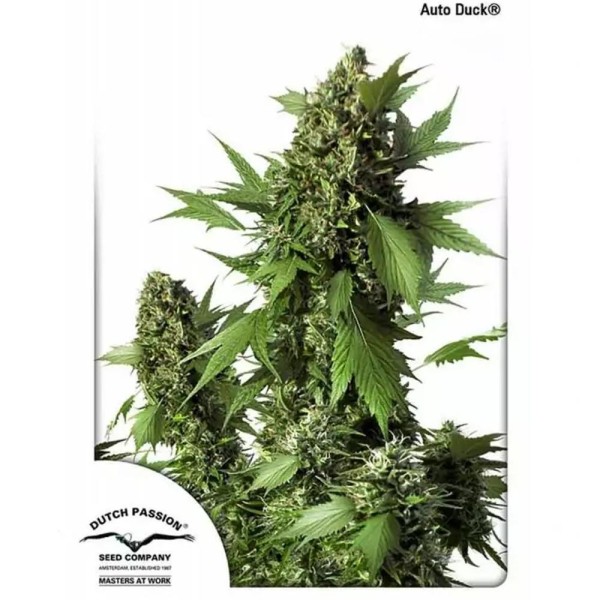 AutoDuck ® | Sementes de maconha autoflorescentes discretas