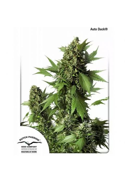 AUTO DUCK ®